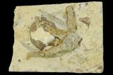 Partial Ordovician Starfish (Urasterella) Fossils - Oklahoma #145036-1